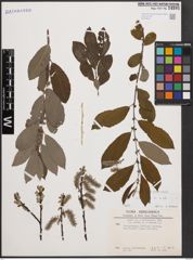 Foto von Salix cinerea L.